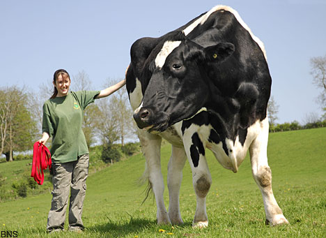 Vaca Gigante de Inglaterra