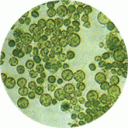 Alga_Chlorella_microscopio