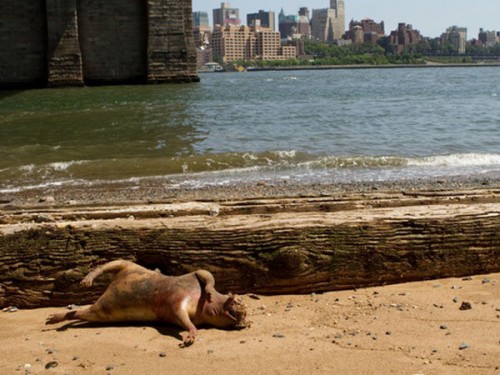 Extraño animal descubierto en las playas de Brooklyn