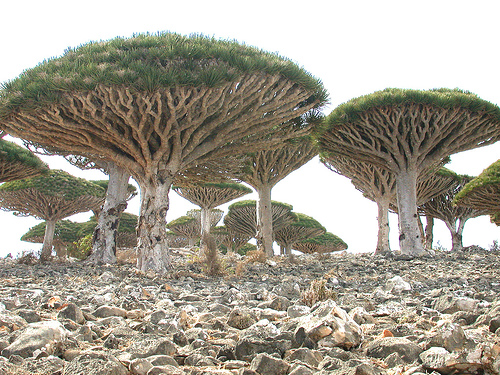 Dracaena cinnabari - Isla de Socotra