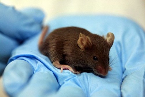 Rejuvenecen ratones de laboratorio