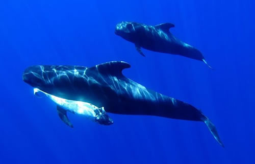 Balfin; Cruza entre la ballena y el delfin