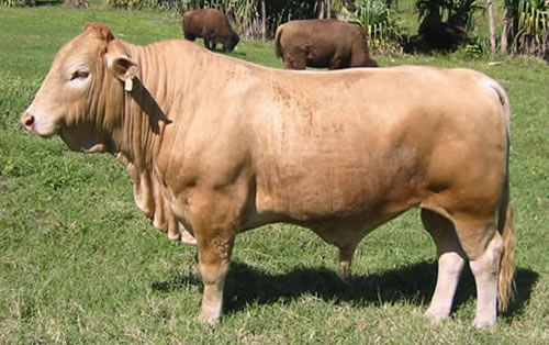Beefalo: El híbrido entre el Buffalo y la Vaca