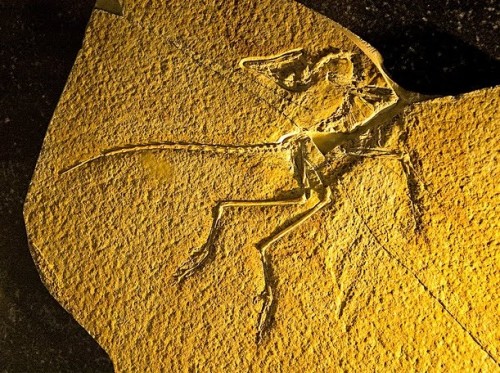 El fósil Anchiornis huxleyi