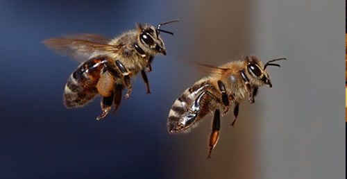 El vuelo de las abejas