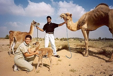 Hibrido entre Camello y Llama : Cama