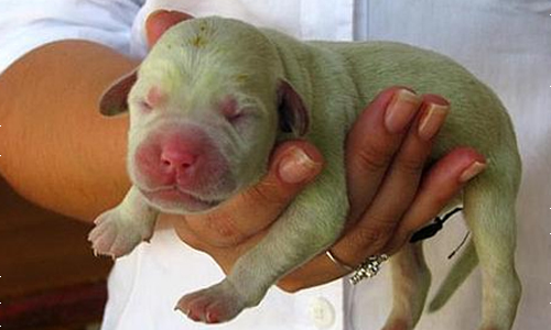 Nace um perro verde en Brasil