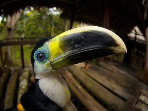 Reserva Natural Palmari, en el Amazonas