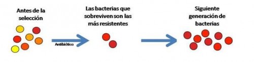 La-resistencia-bacteriana-a-los-antibioticos-aumenta-cada-año