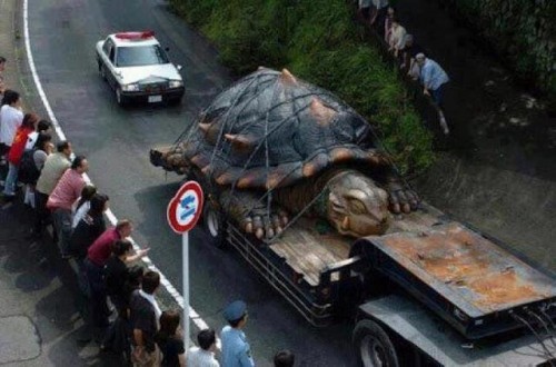 tortuga-gigante