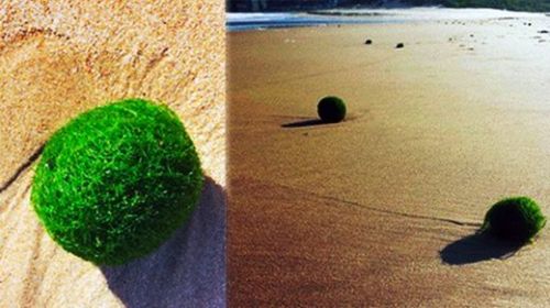 Misteriosos huevos verdes en una playa de australia