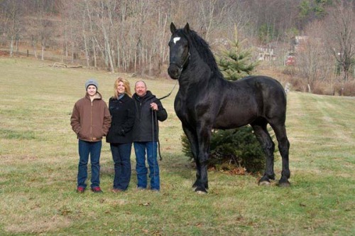 caballo más alto del mundo