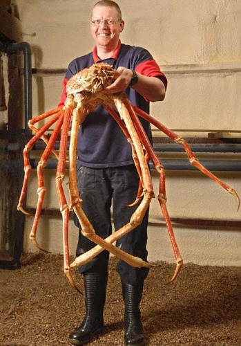 El cangrejo araña más grande del mundo