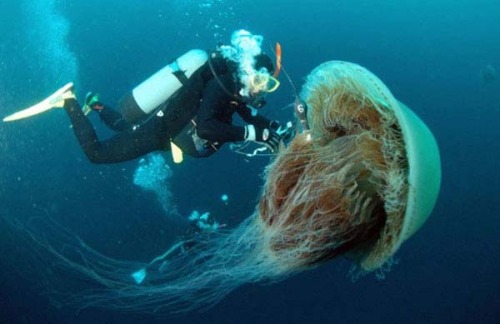 medusa Gigante