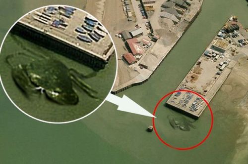 Cangrejo Gigante en una costa británica
