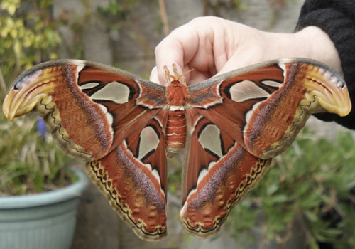 Mariposa Gran Atlas