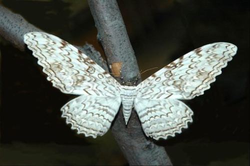 Mariposa Alas de Pájaro
