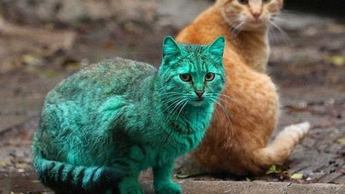 el misterio del gato verde