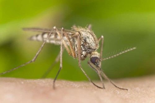 Mosquito-el-principal-asesino-del-ser-humano
