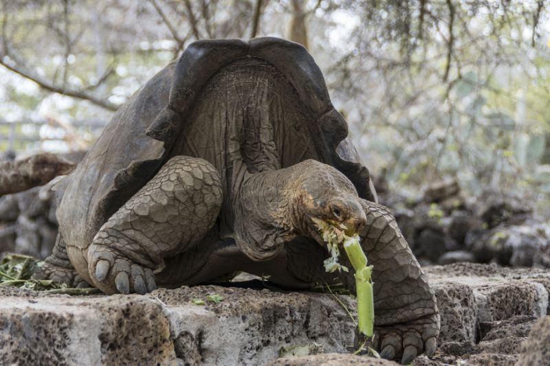 La tortuga gigante de Galápagos