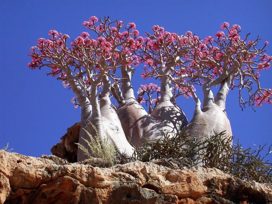Socotra esta en peligro de extinción