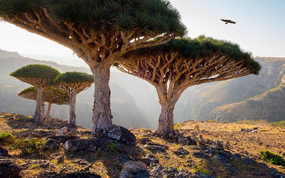 Socotra, una increible isla