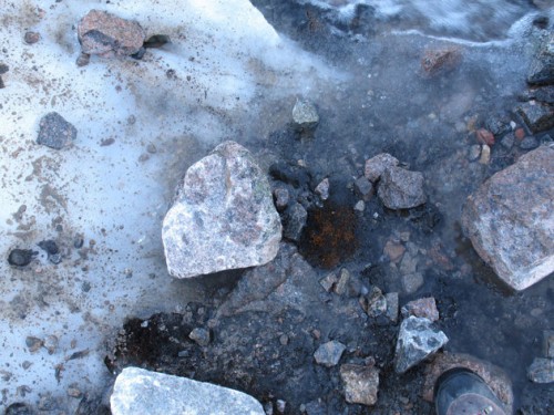 Una planta resucita despues de 400 años