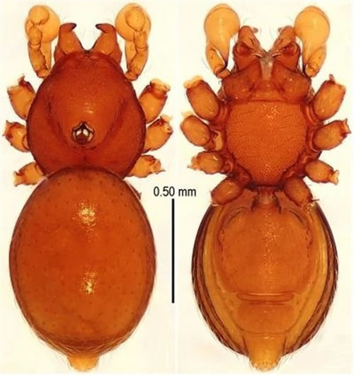 Descubren en China cinco nuevas especies de arañas blindadas