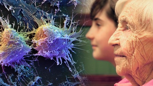 Juventud eterna: experimento logró detener el envejecimiento animal y rejuvenecerlo 40 años